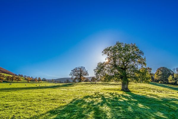 Tree Savers Pro: Cultivating a Greener Tomorrow, Today